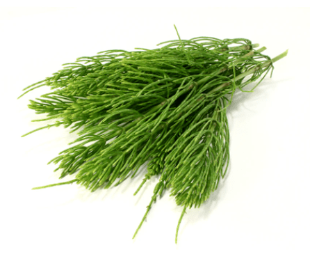 Korte ekstrakt NEOfloraxis